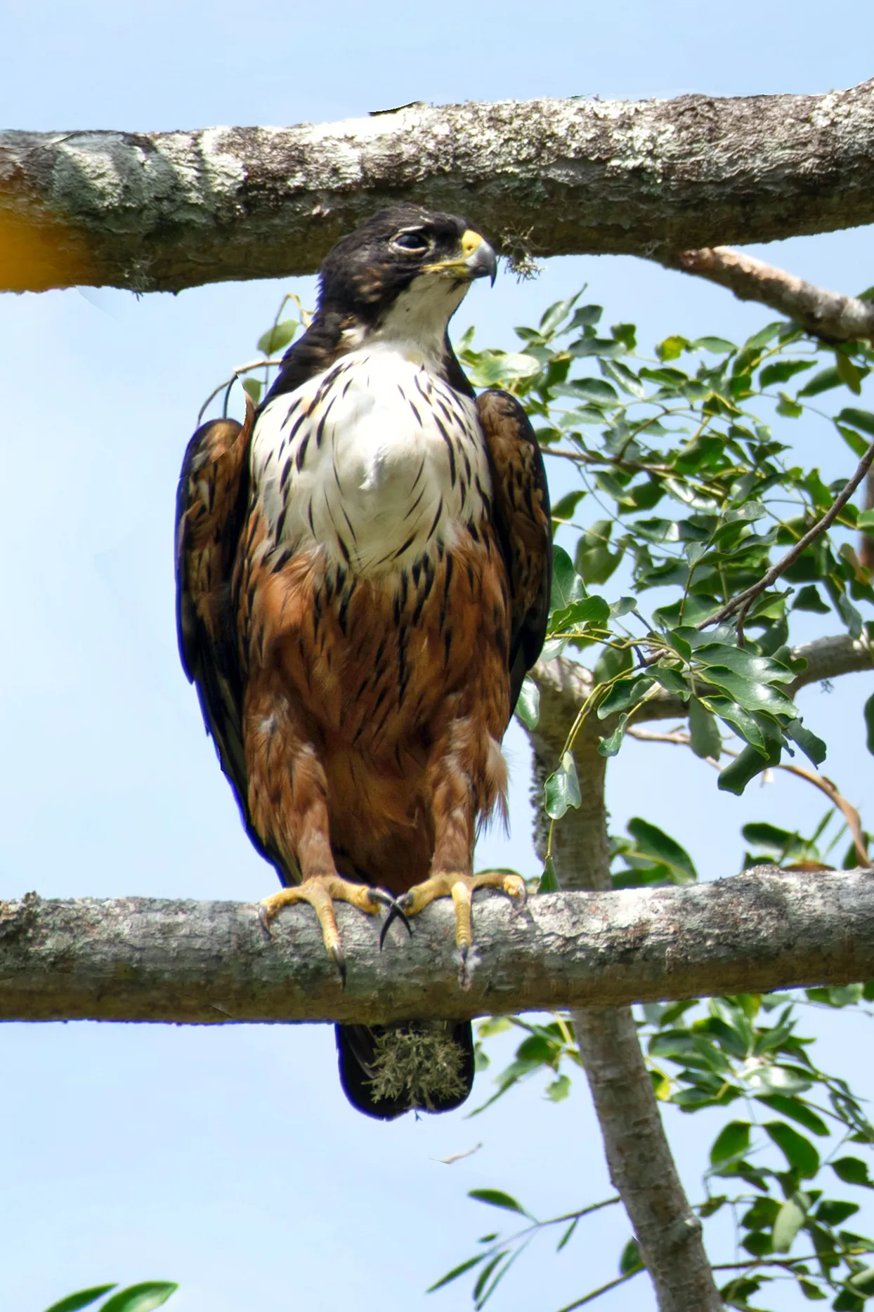 Rufous-bellied eagle in Udawalawe